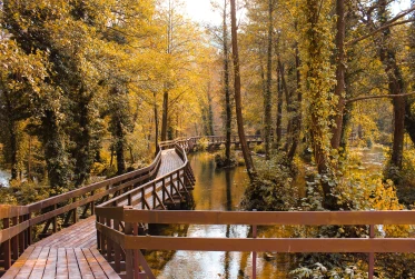 long brown wooden bridge going through the woods in fall season