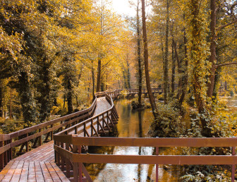 long brown wooden bridge going through the woods in fall season