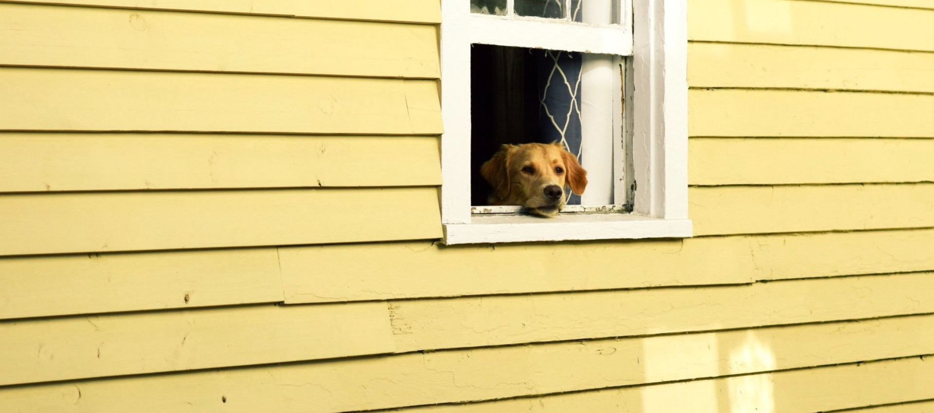 dog looking through window UN001 V1