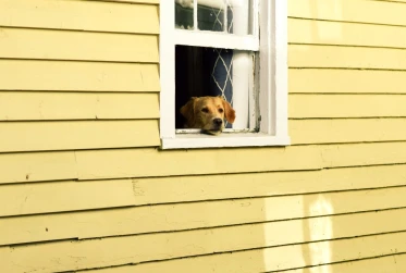 dog looking through window UN001 V1