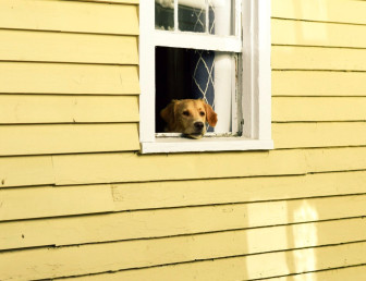 dog looking through window UN001 V1