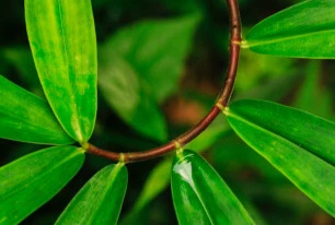 fresh spring green PE009