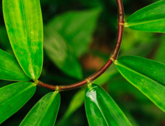 fresh spring green PE009